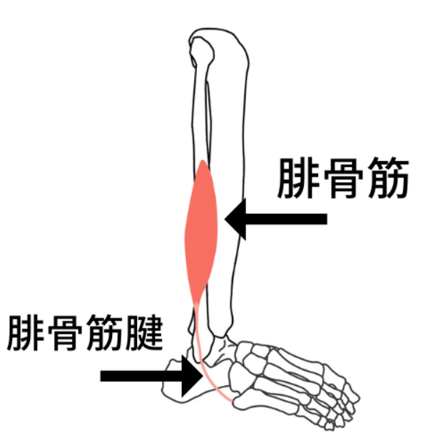 腓骨筋腱
