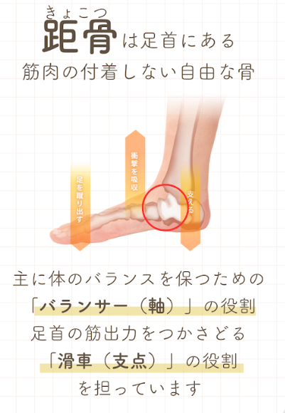 距骨②